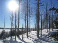 winter_scene_14.jpg