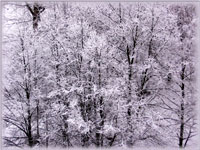 winter_scene_22.jpg